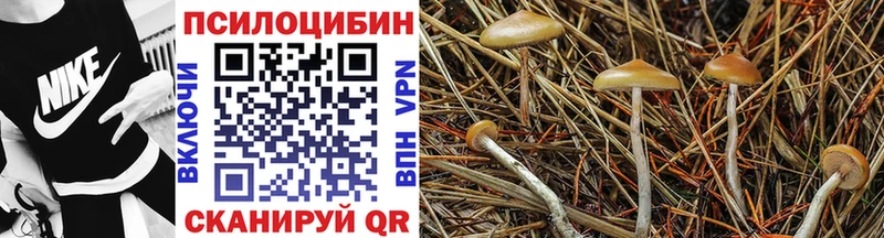 Галлюциногенные грибы Psilocybine cubensis  Горячий Ключ 